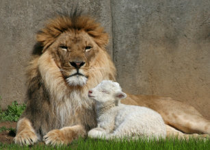 Lion Lamb Gifts Gift Ideas Zazzle Uk