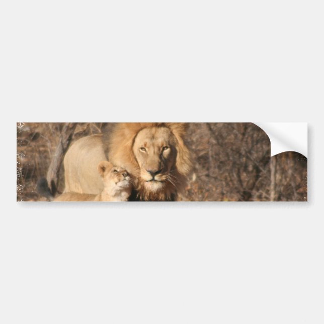 Lion and Lion Cub Bumper Sticker (Front)