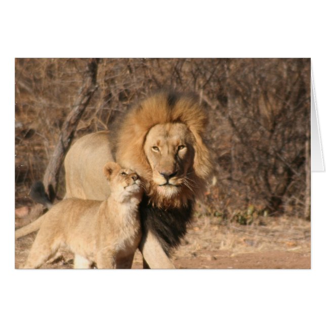 Lion and Lion Cub Card (Front Horizontal)