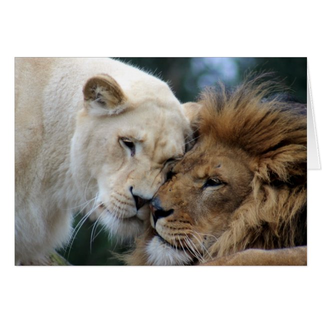 Lion and Lioness (Front Horizontal)