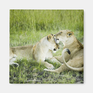 Lion and lioness, Africa 2 Magnet