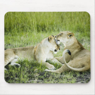 Lion and lioness, Africa 2 Mouse Mat