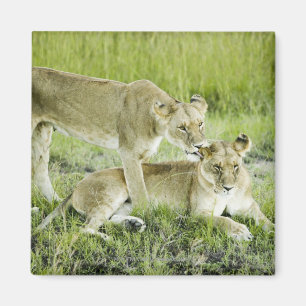 Lion and lioness, Africa Magnet