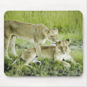 Lion and lioness, Africa Mouse Mat