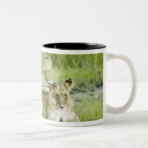 Lion and lioness, Africa Two-Tone Coffee Mug