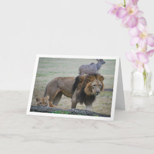 Lion and Lioness Card