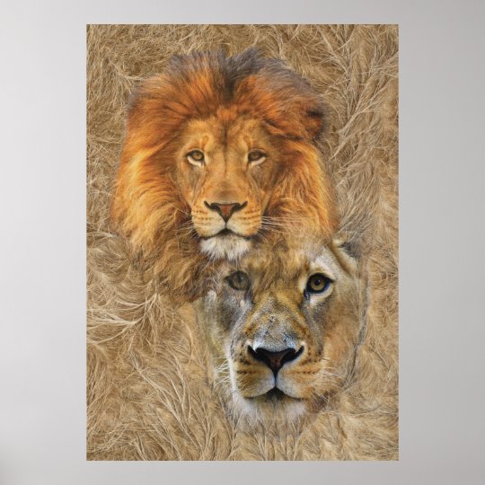 Lion And Lioness From Africa Poster Zazzle Co Uk