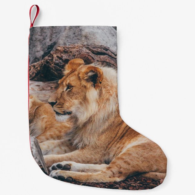 LION AND LIONESS LYING ON BROWN SURFACE SMALL CHRISTMAS STOCKING (Front)