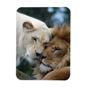 Lion and Lioness Magnet