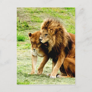 lion and lioness mum love postcard