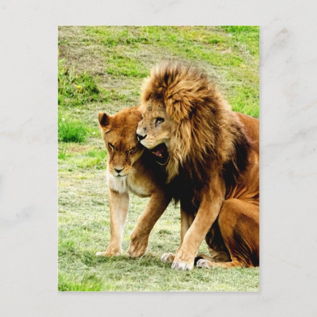 lion and lioness mum love postcard (Front)