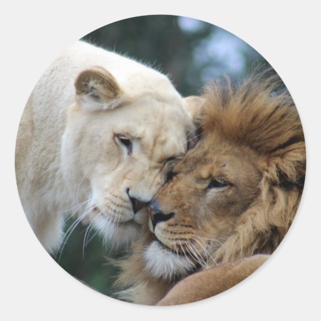 Lion and Lioness Nuzzling Classic Round Sticker (Front)