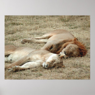 Lion and Lioness Sleeping Poster