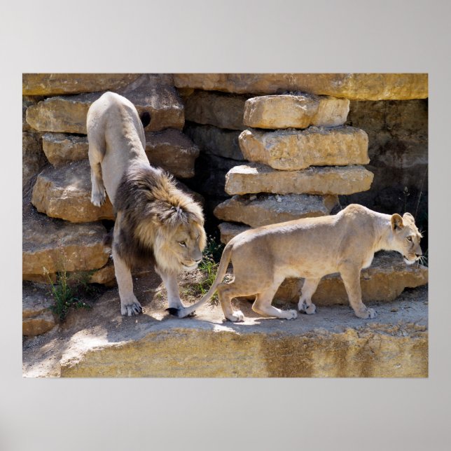 Lion and lionness walking on the rocks  poster (Front)