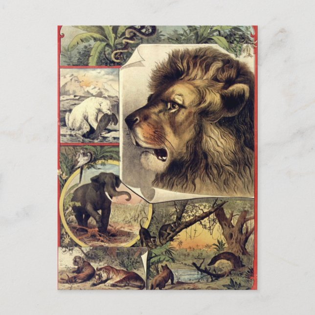 Lion and wild animals vintage circus show postcard (Front)