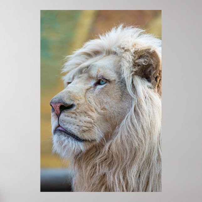 Lion Animal Wall Poster (Front)