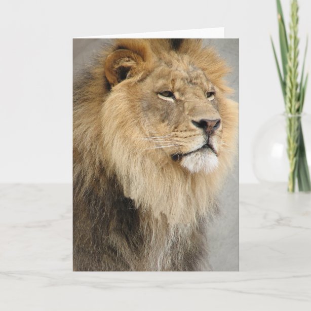 Lion King Cards | Zazzle UK