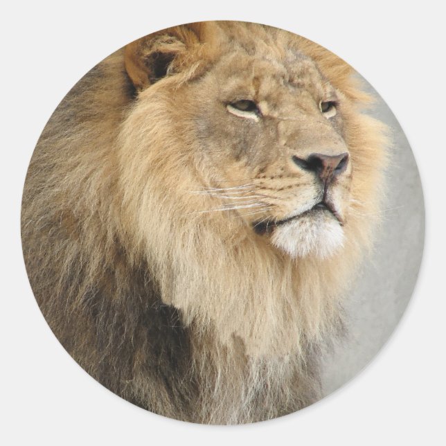 lion art classic round sticker (Front)