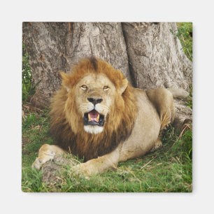 Lion at Maasai Mara 1 Magnet