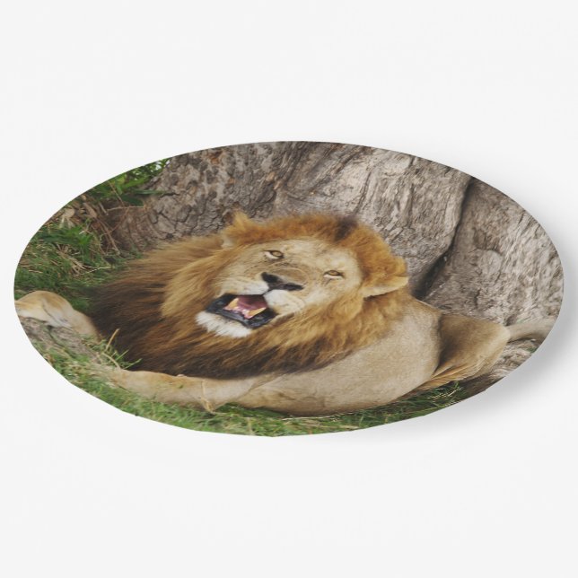 Lion at Maasai Mara 1 Paper Plate (Angled)