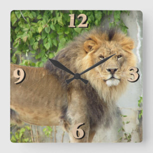 Lion at Masai Mara 2 Square Wall Clock