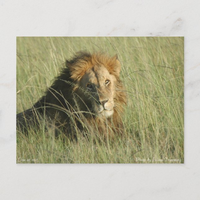 Lion at Rest Postcard (Front)