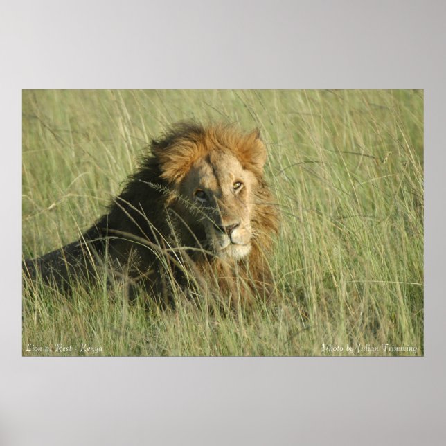 Lion at Rest Poster (Front)