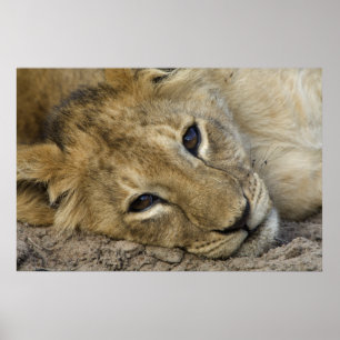 Lion Baby 2 Poster