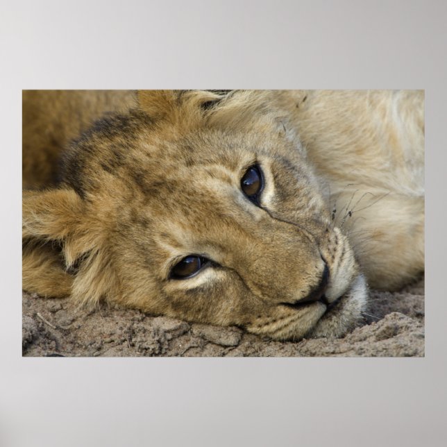 Lion Baby 2 Poster (Front)