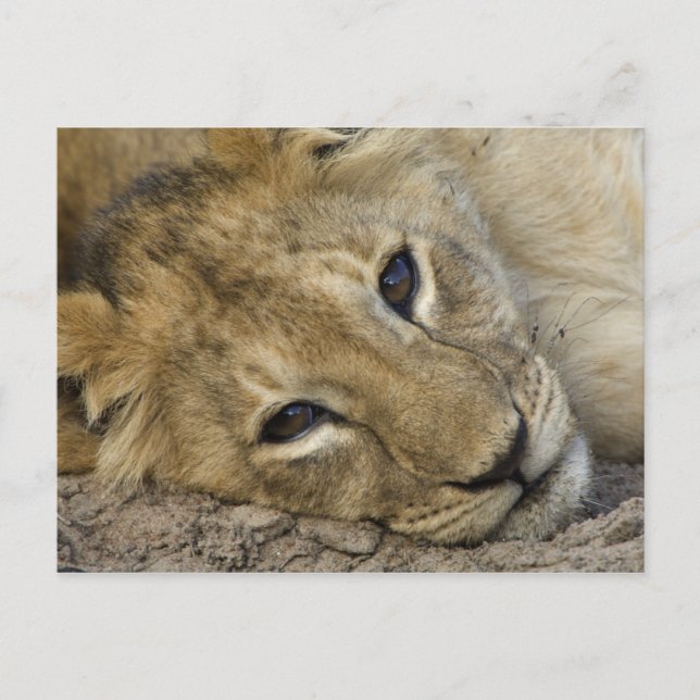 Lion Baby Postcard (Front)