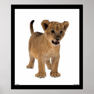 Lion Baby Poster