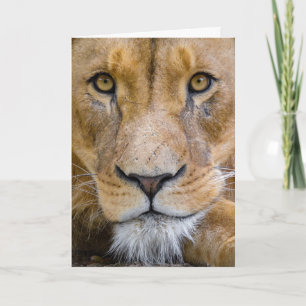 LION BIRTHDAY GREETING CARD