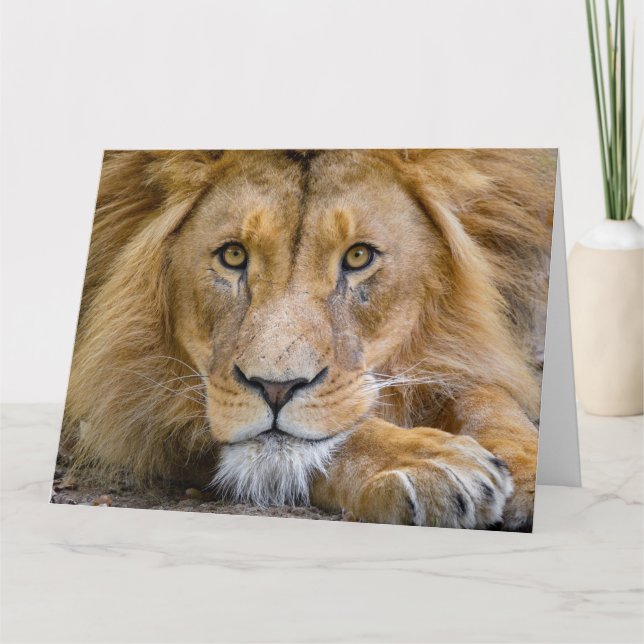 LION BIRTHDAY GREETING CARD (Front)