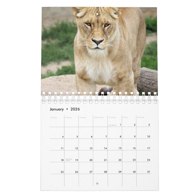 Lion Calendar (Jan 2026)