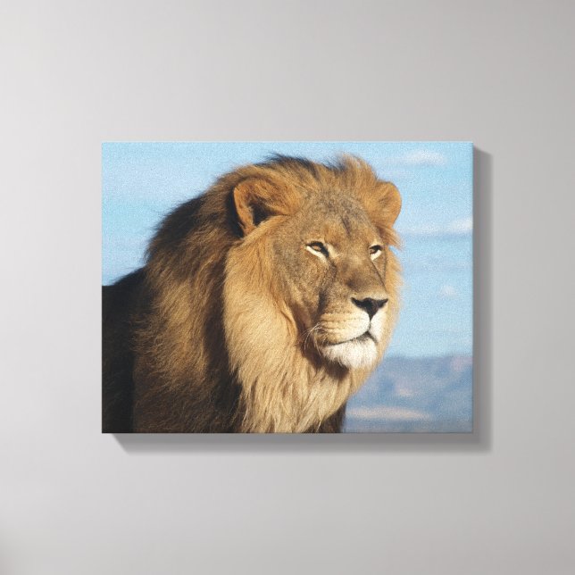 Lion Canvas Print (Front)
