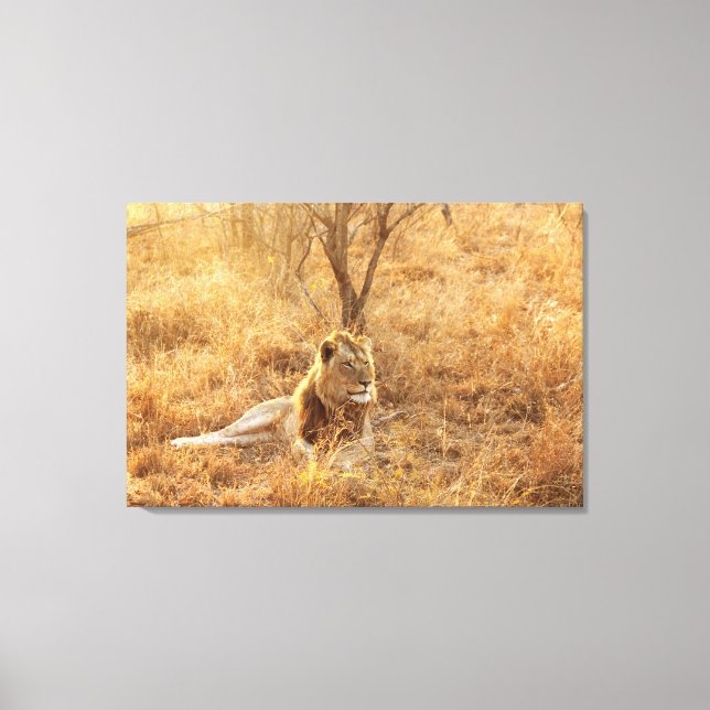 Lion Canvas Print (Front)