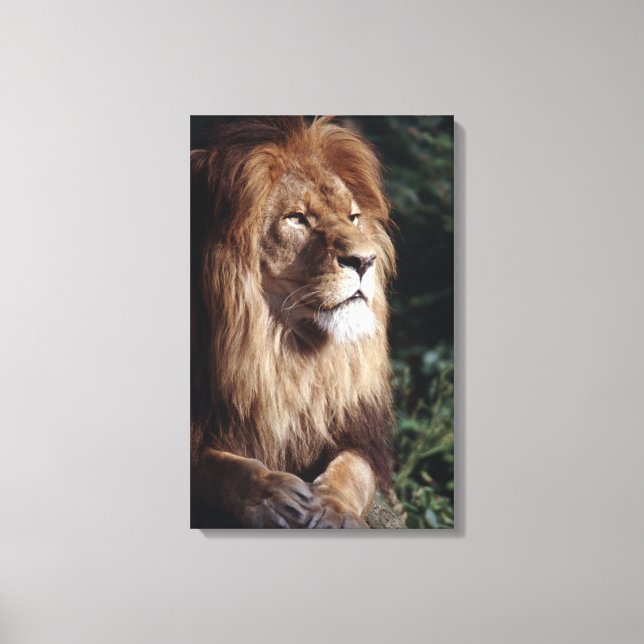 lion canvas print (Front)
