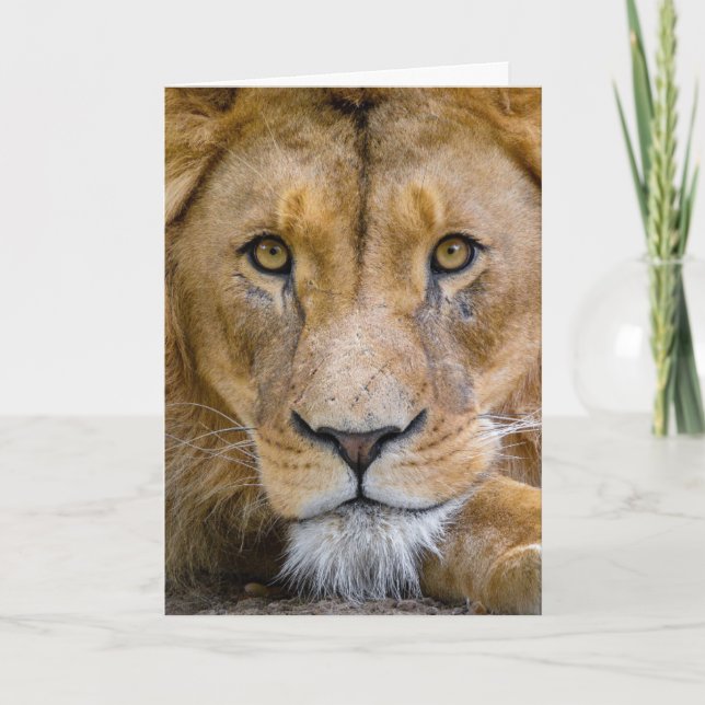 LION CARD BLANK (Front)
