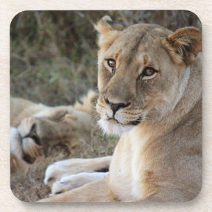 Lion coaster