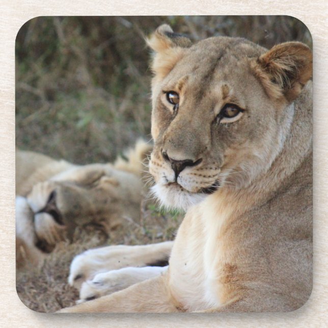 Lion  coaster (Front)