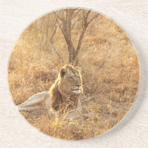 Lion Coaster
