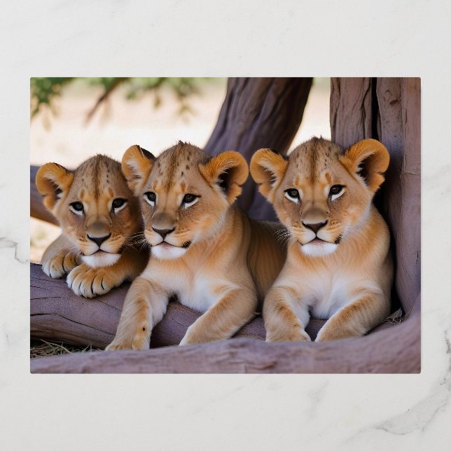 Lion Cub Animal Nature Wildlife Affection Caring Foil Holiday Postcard (Front)