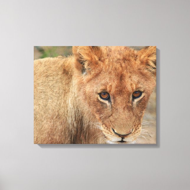 Lion Cub Canvas Print (Front)