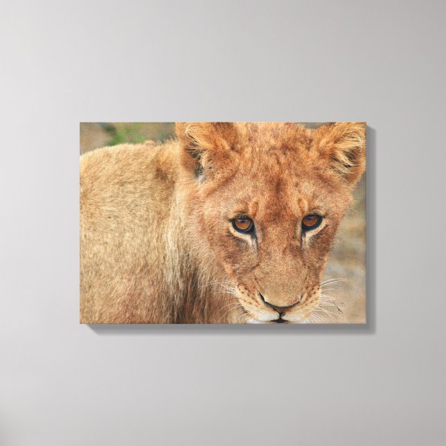 Lion Cub Canvas Print (Front)