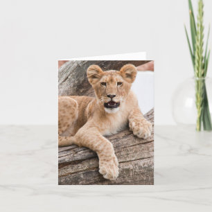Lion cub card