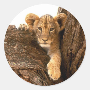 Lion Cub Classic Round Sticker