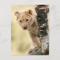 Lion Cub Climbing Tree Cute Photo