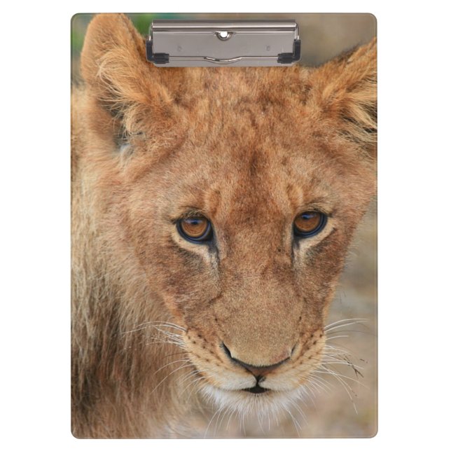 Lion Cub Clipboard (Front)