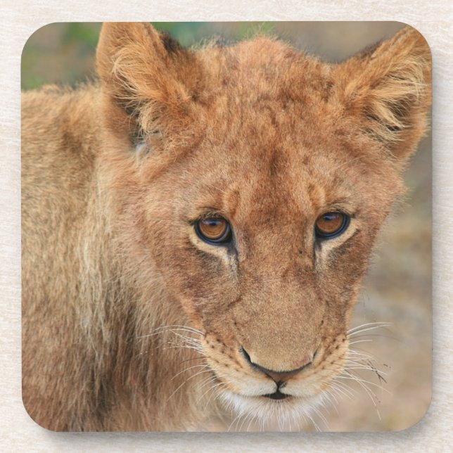 Lion Cub Coaster (Front)