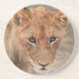 Lion Cub Coaster